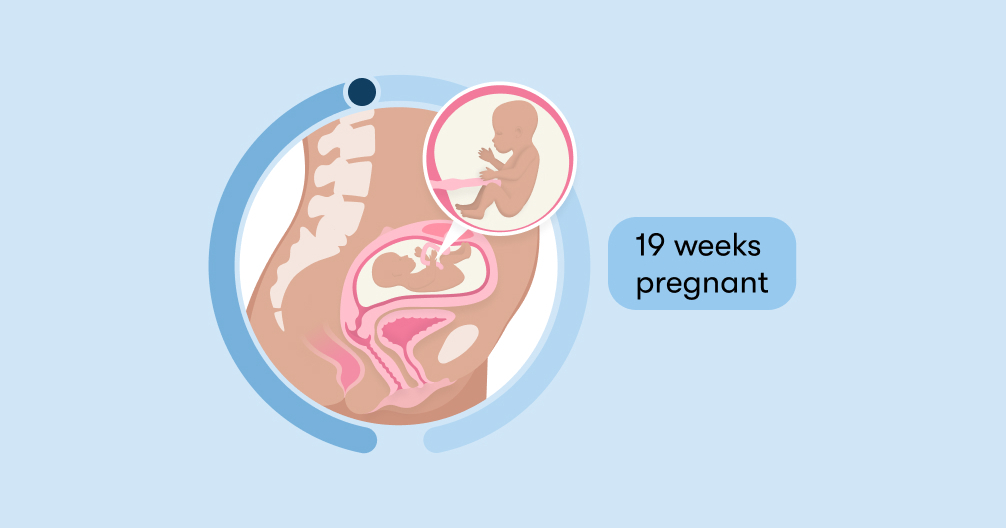 19 weeks pregnant: Symptoms, tips, and baby development