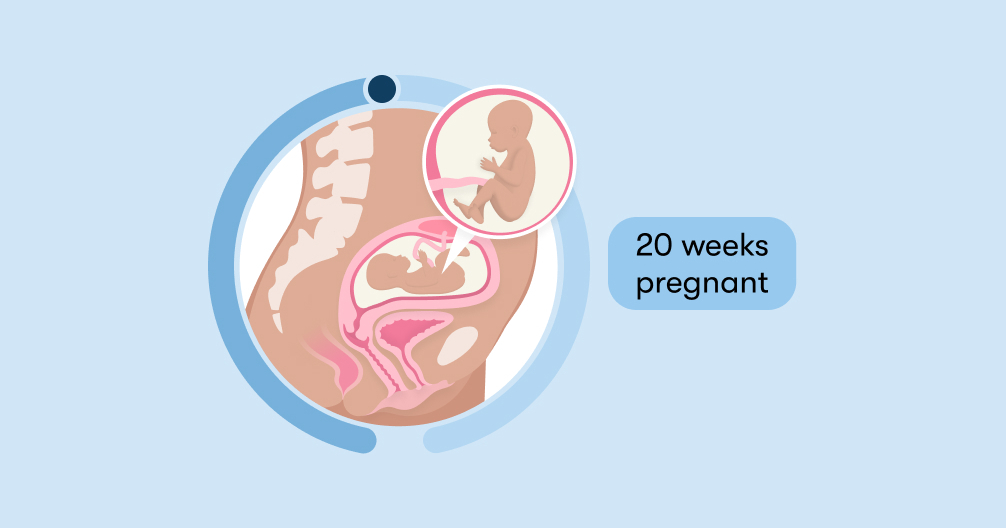 20 weeks pregnant: Symptoms, tips, and baby development