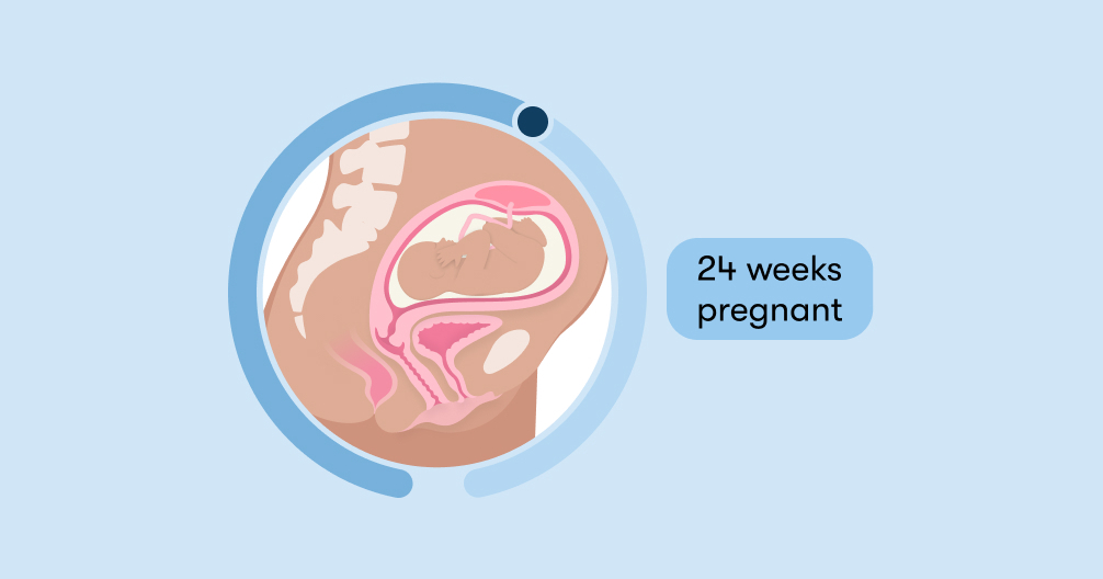 24 weeks pregnant: Symptoms, tips, and baby development