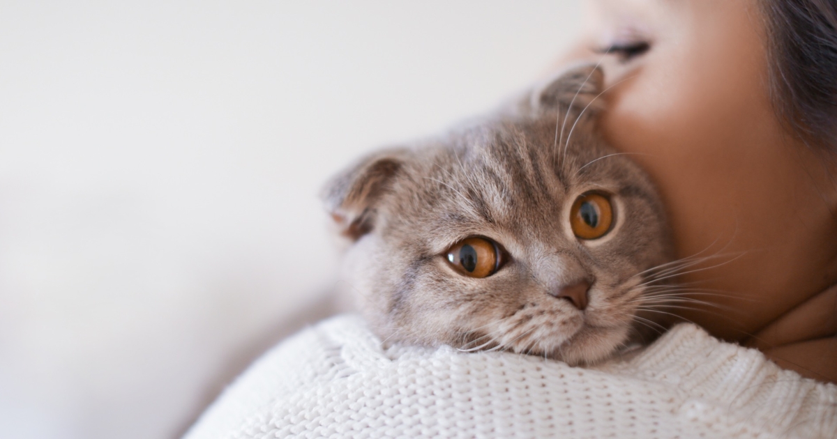 can cats sense your pregnant