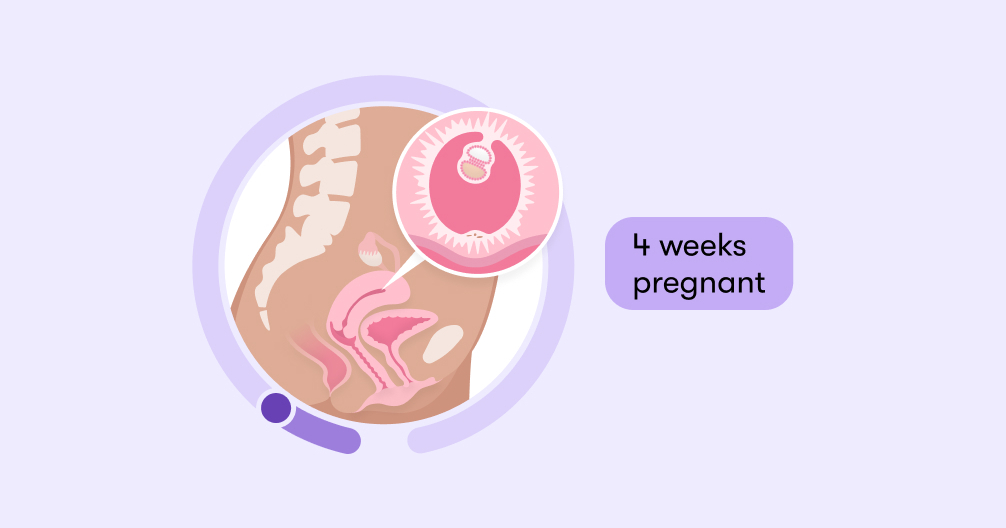 4 weeks pregnant: Symptoms, tips, and baby development