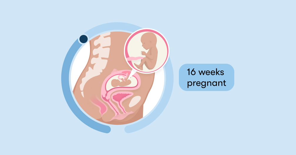 16 weeks pregnant: Symptoms, tips, and baby development
