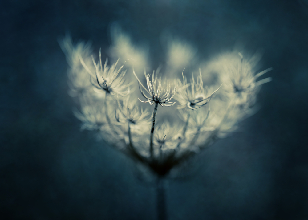Queen Anne's lace on blue Queen Anne's lace on blue