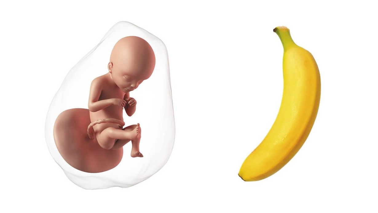 At 21 weeks pregnant, your baby is the size of a banana At 21 weeks pregnant, your baby is the size of a banana