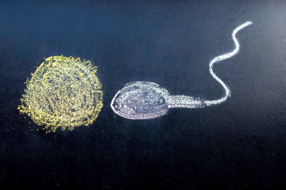 Fertilization of the female egg Fertilization of the female egg