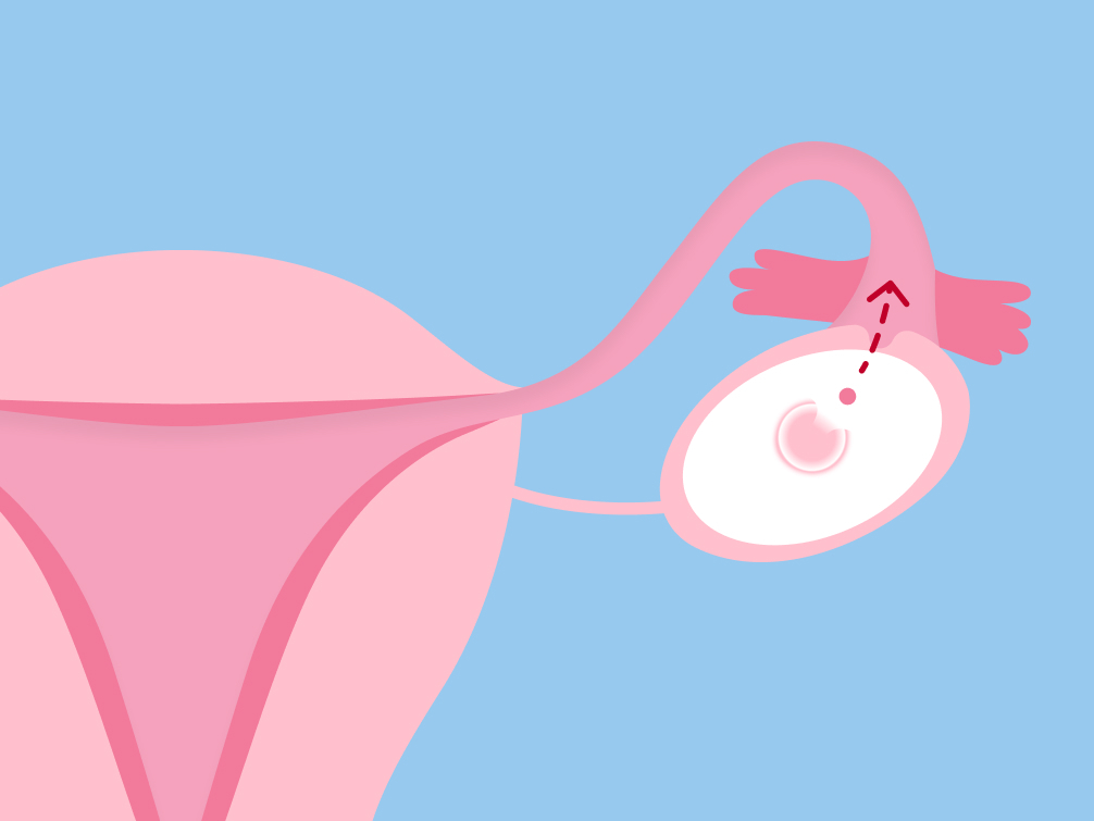 Ovulation ovulation