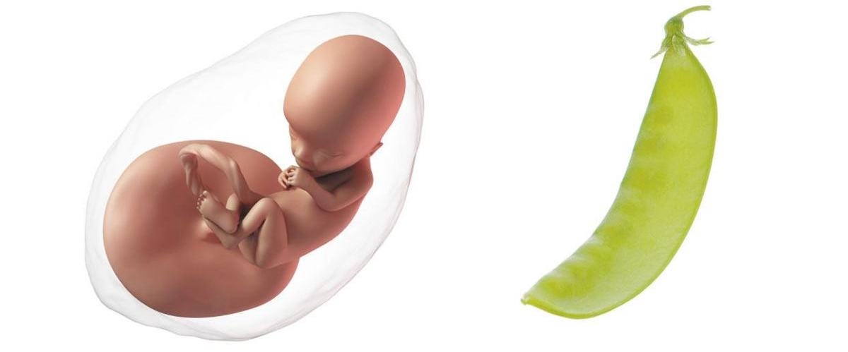 At 13 weeks pregnant, your baby is the size of a pea pod