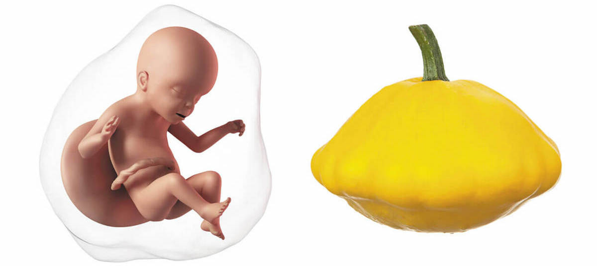 At 23 weeks pregnant, your baby is the size of a squash