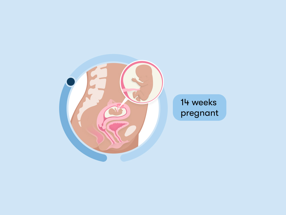 14 weeks pregnant: Symptoms, tips, and baby development