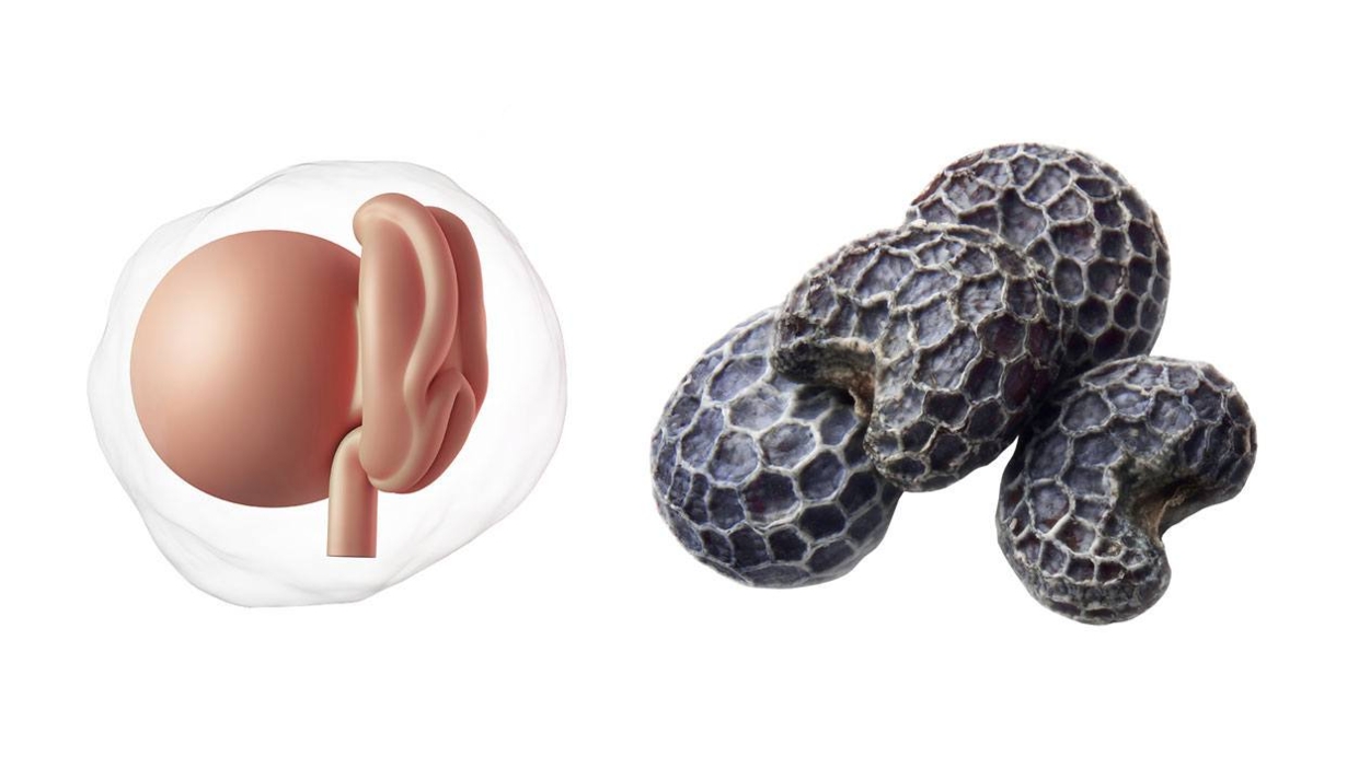 At 4 weeks pregnant, your baby is the size of a poppy seed At 4 weeks pregnant, your baby is the size of a poppy seed