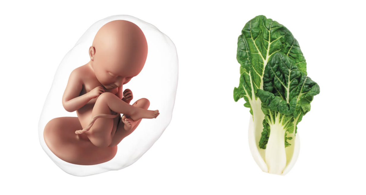 At 37 weeks pregnant, a baby is the size of a head of romaine lettuce