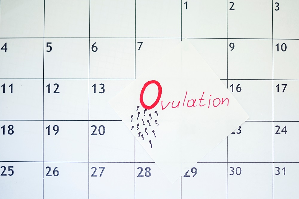 Ovulation Chart For Baby Boy