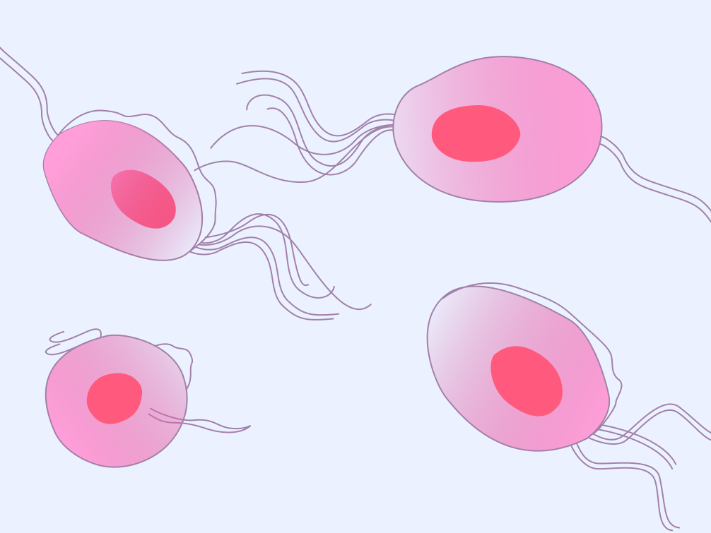 Trichomoniasis: Symptoms, causes, and treatment - Flo Trichomoniasis: Symptoms, causes, and treatment - Flo
