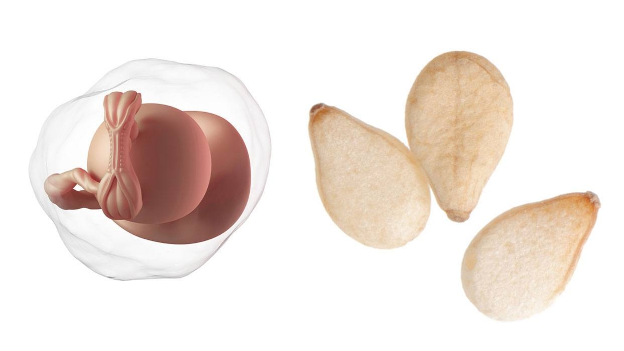 At 5 weeks pregnant, your baby is the size of a sesame seed At 5 weeks pregnant, your baby is the size of a sesame seed