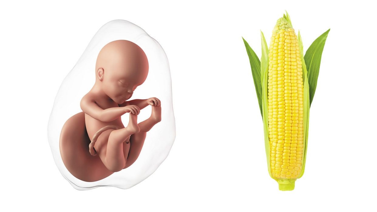 At 25 weeks pregnant, your baby is the size of a full ear of corn