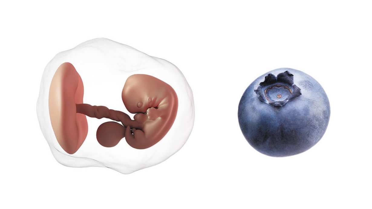 At 7 weeks pregnant, your baby is the size of a blueberry