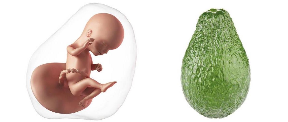 At 16 weeks pregnant, your baby is the size of an avocado