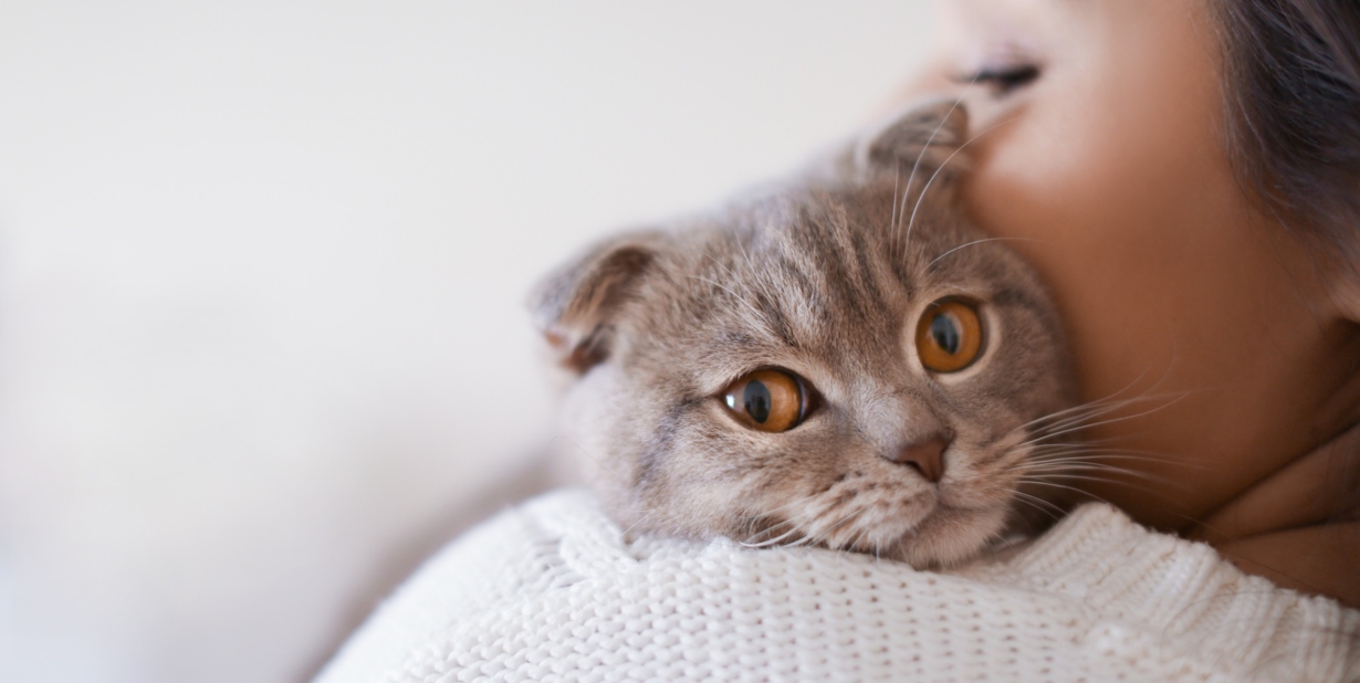 International Cat Day: How to tell if your cat loves you? Check for