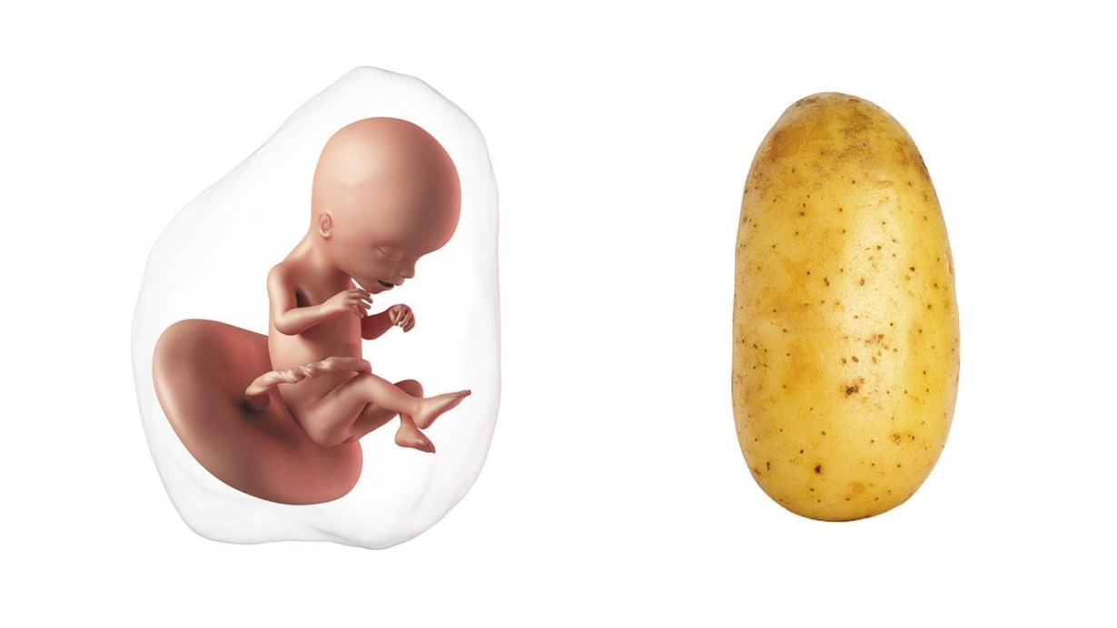 At 17 weeks pregnant, your baby is the size of a potato