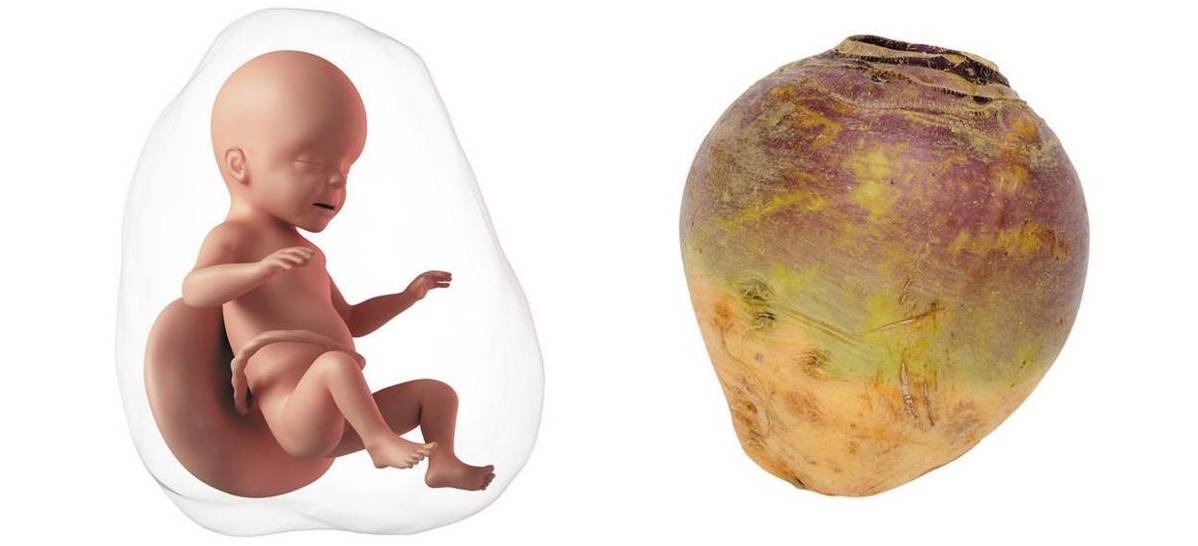 At 26 weeks pregnant, your baby is the size of a beetroot