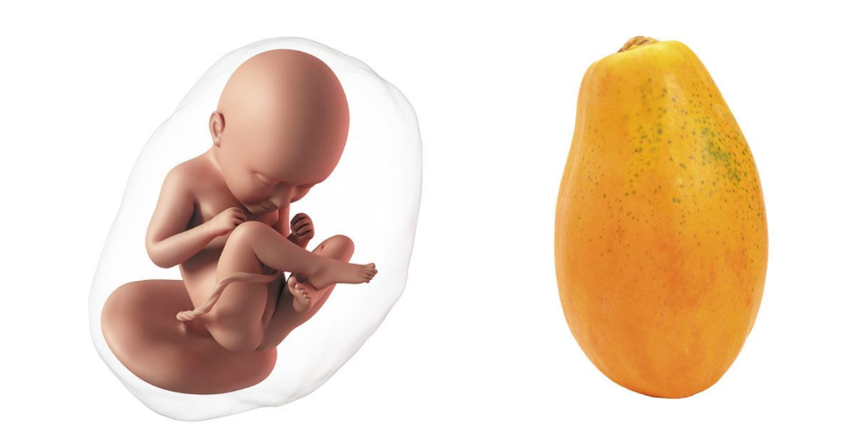 36 Weeks Pregnant: Symptoms, Tips, Baby Development 36 Weeks Pregnant: Symptoms, Tips, Baby Development