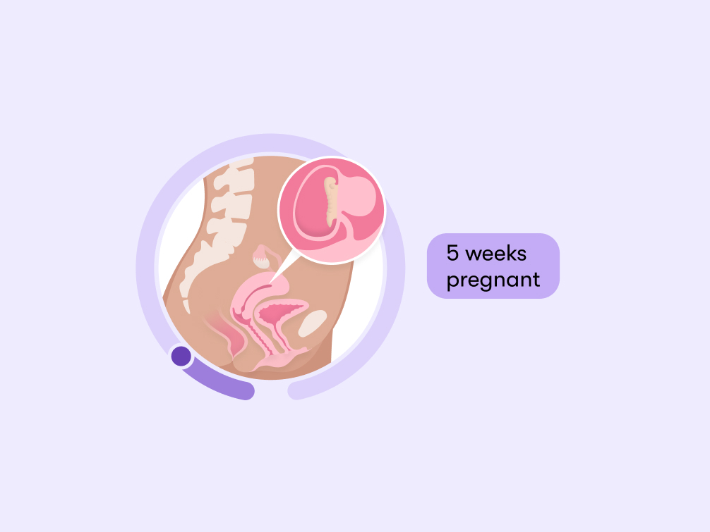 5 weeks pregnant: Symptoms, tips, and baby development