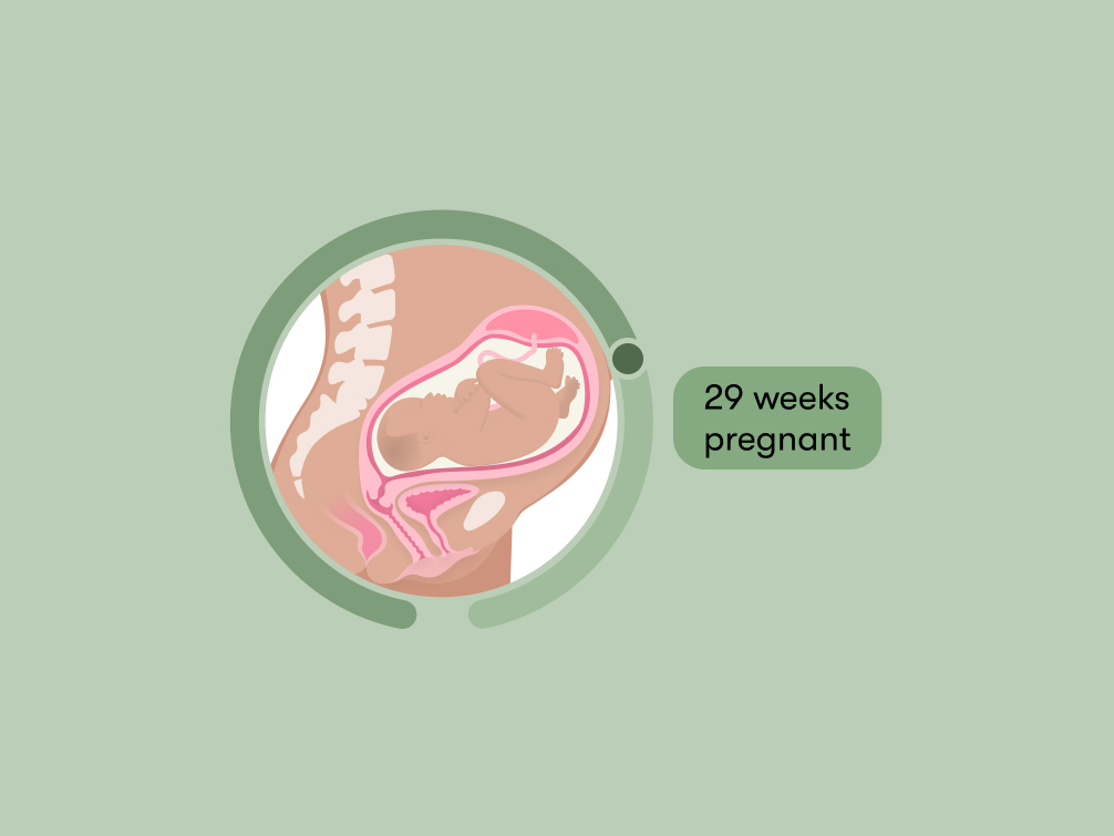 Pregnant 29 Weeks: A Guide to Your Baby's Development