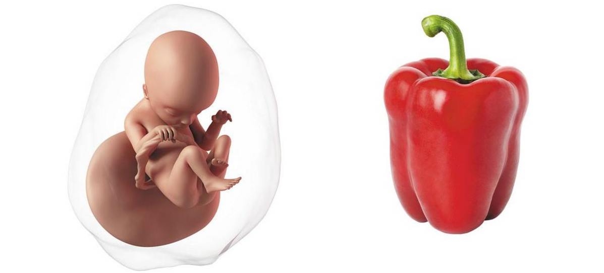 At 18 weeks pregnant, your baby is the size of a bell pepper