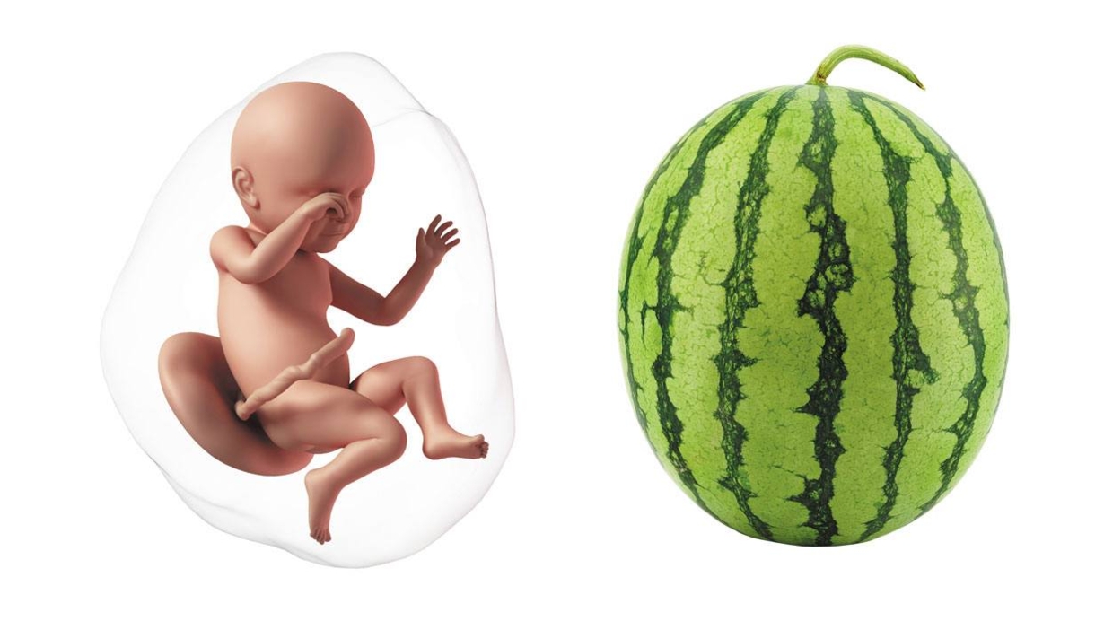 At 39 weeks pregnant, your baby is the size of a small watermelon At 39 weeks pregnant, your baby is the size of a small watermelon