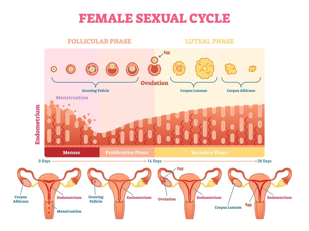 Graph showing the female sexual cycle consisting of the follicular phase and the luteal phase, which affects the lining of the endometrium along with the growth of the follicle, ovulation, and the corpus luteum.