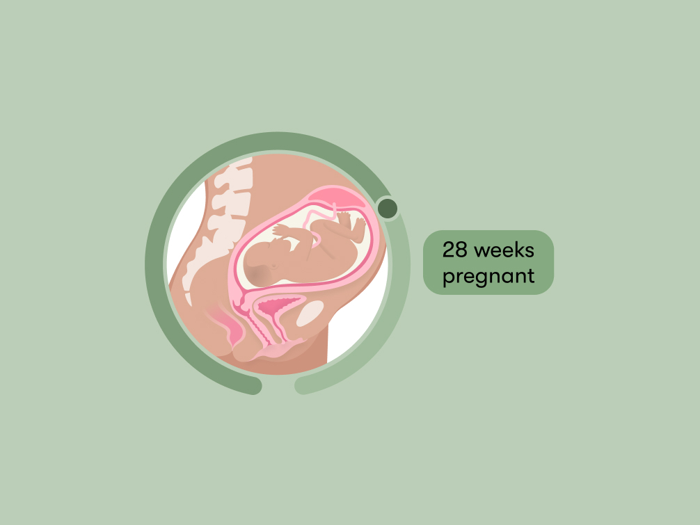 28 weeks pregnant: Symptoms, tips, and baby development