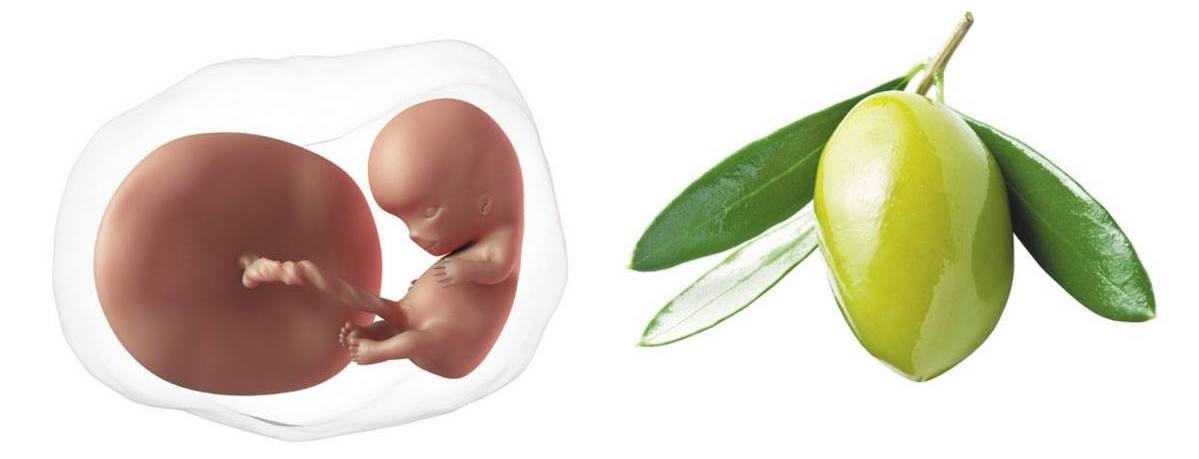 At 10 weeks pregnant, your baby is the size of a kumquat