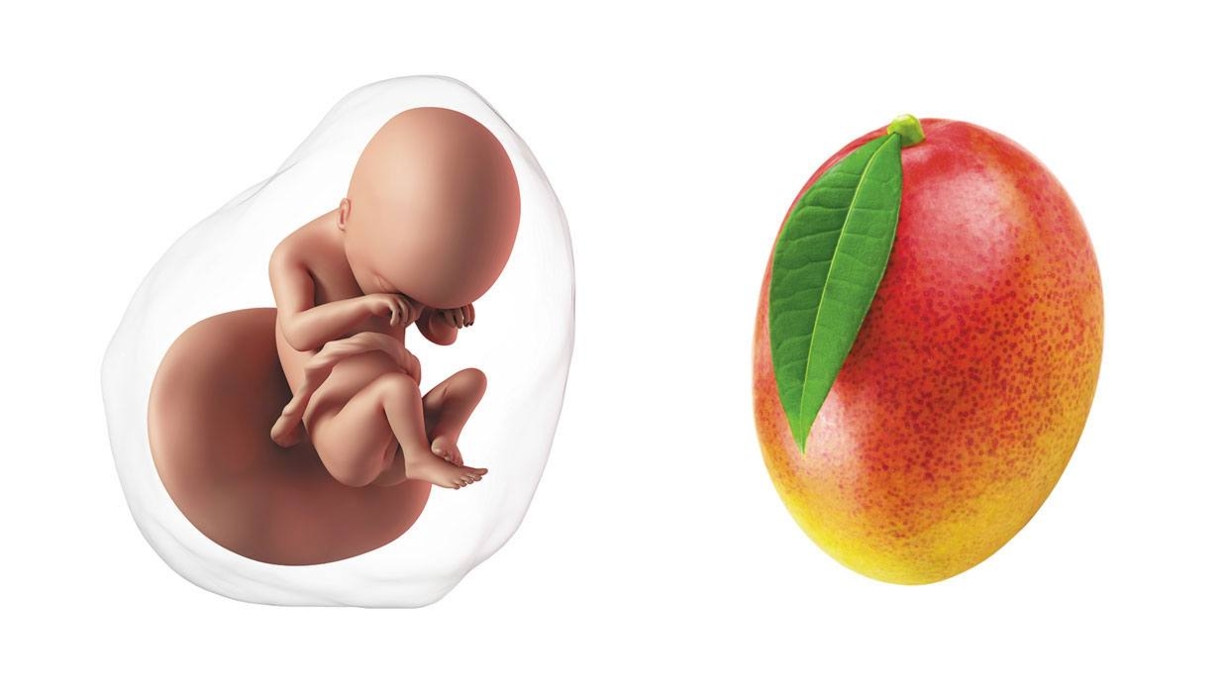 At 19 weeks pregnant, your baby is the size of a mango