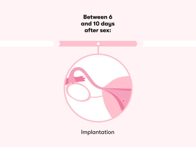 How long does it take to get pregnant after sex