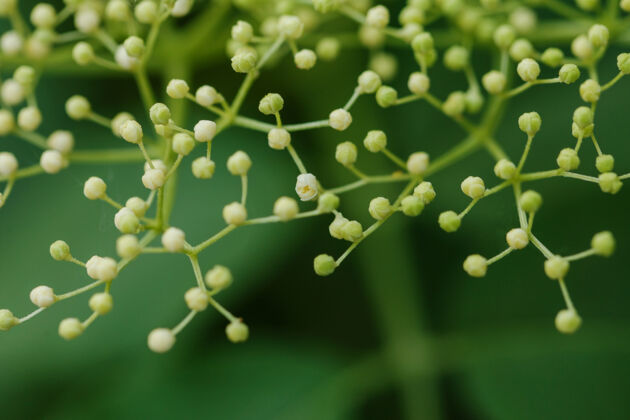 Flowers buds reminding of lymph nodes Flowers buds reminding of lymph nodes
