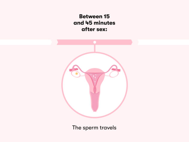  How long does it take to get pregnant after sex