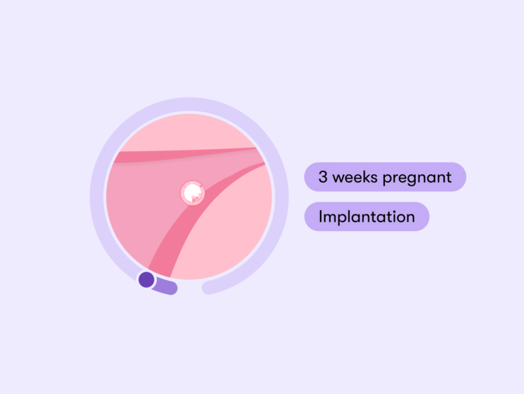 6 Weeks Pregnant: Symptoms and Baby Development