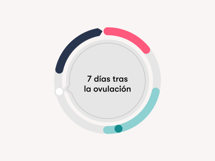 7 días después de la ovulación en un ciclo menstrual