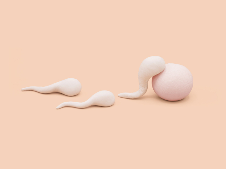 Cuánto tarda el espermatozoide en llegar al óvulo