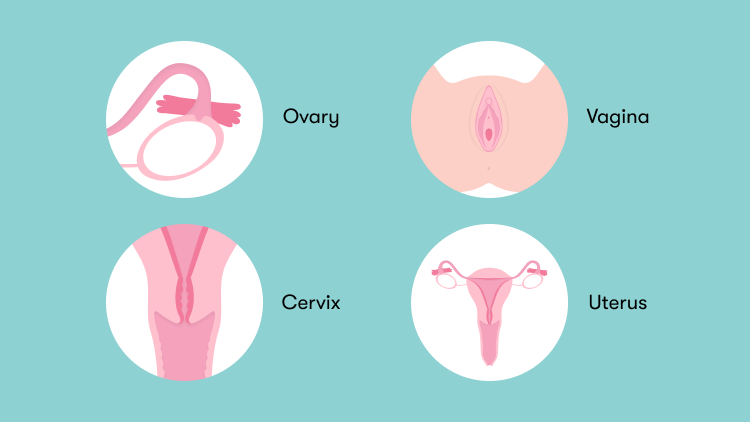 What Does Your Menstrual Cycle Say About Your Fertility?