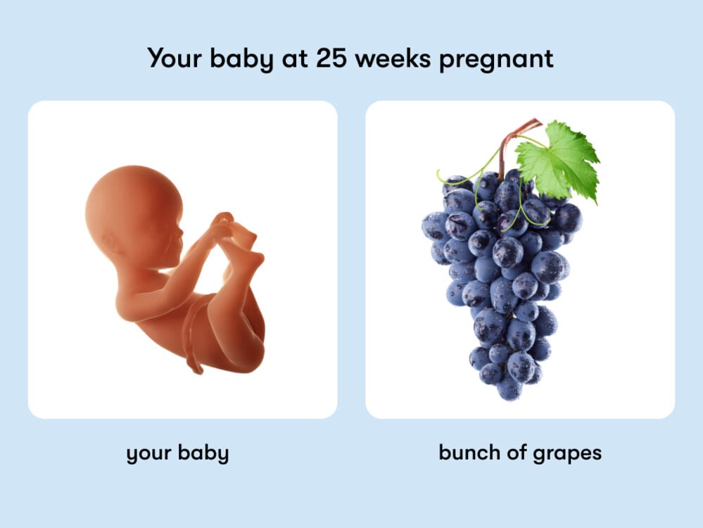 At 25 weeks pregnant, your baby is the size of a bunch of grapes At week 25 of pregnancy, the baby is around 33.7 cm long, equivalent to the size of a bunch of grapes