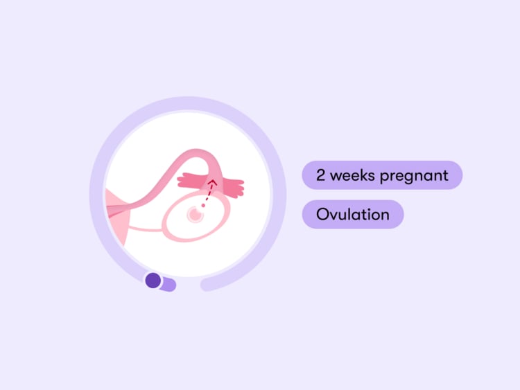 2 weeks pregnant: Your guide to this week of your first trimester 2 weeks pregnant: Your guide to this week of your first trimester
